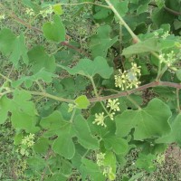 Cissus vitiginea L.